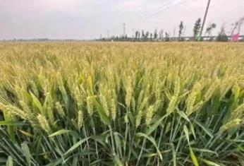河南省首單小麥綜合氣象指數保險落地