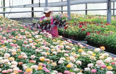 山西太原晉源區鮮花產業激活“美麗經濟”
