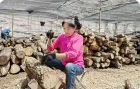 陜西漢中市鎮巴縣仁村鎮：“致富菇”激活鄉村振興內生動力