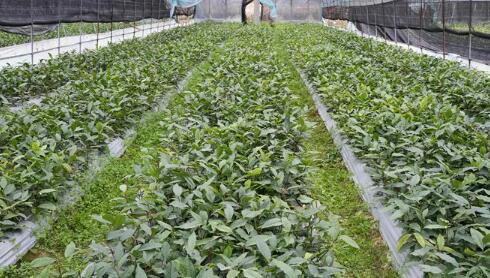 湖南汝城：白毛茶成就助農特色產業鏈