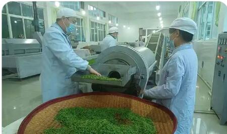 一片“青葉”成為鄉村振興“金葉” 商南稅務賦能茶產業富民興縣
