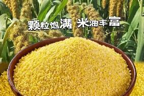 內蒙古化德縣：讓小米“長成”大產業