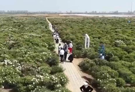 “美麗顏值”變“經濟產值” “花田+”新玩法激發農文旅融合新活力