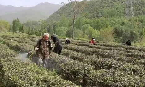 “南茶北移”盤活閑置山地 山西省垣曲縣生態基地采茶忙
