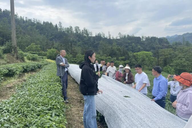 四川樂山：抹茶培訓課來到茶園與生產車間