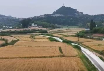 “政策+科技”雙管齊下 “稻麥同框”繪就智慧農業新圖景