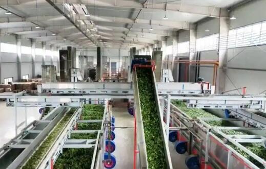 貴州甕安縣碾茶產業為鄉村振興注入新動能