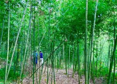 福建永安：一根翠竹挑起產業與民生