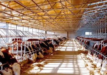 內蒙古肉牛產業邁入集團化發展新階段