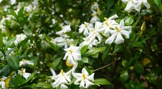 坐擁“一葉雙花” 四川犍為“芬芳產業”破局前行