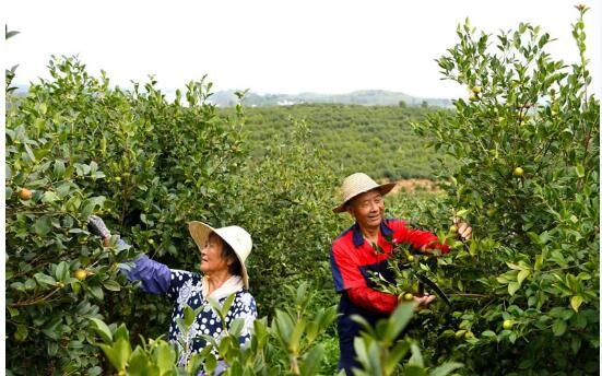 河南以片區化組團式發展繪就鄉村振興新畫卷