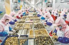 前4個月福建鮑魚及其制品出口居全國首位