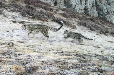 全球首例，在內蒙古繁育成功