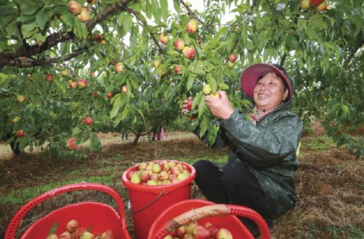 “棗陽皇桃”搶鮮上市 產銷兩旺勢頭喜人