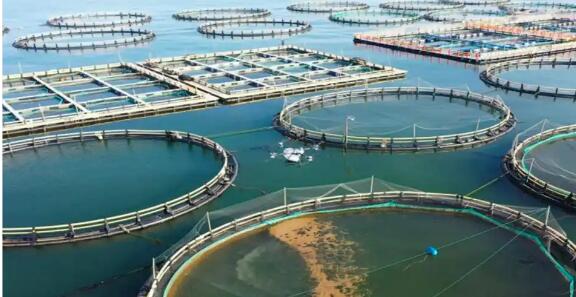 浙江溫州大黃魚帶富一方經濟