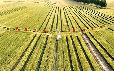 麥收臨近又遇降雨，“中原糧倉”河南如何保夏收