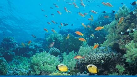 我國海洋生態狀況總體保持穩定 局部有改善