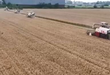 后端烘干成為保糧戰“主戰場” 機械化搶收確保夏糧豐產豐收、晾曬歸倉