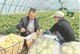 黑龍江明水縣：特色種養，香瓜育出牛奶香