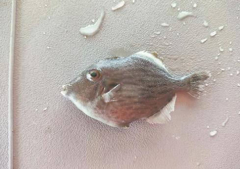 福建特產小剝皮魚首次實現人工養殖