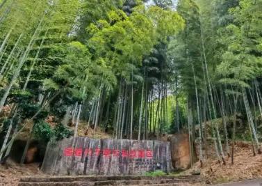 福建永安：中國筍竹之鄉竹海生“金”