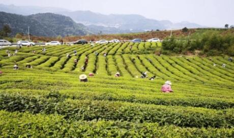數智賦能黔山茶鄉 都勻毛尖“智”煥新生