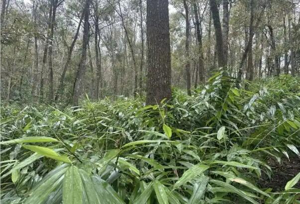 海南探索熱帶雨林“點綠成金”