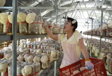“中國猴頭菇之鄉”海林：猴頭菇迎來采收季