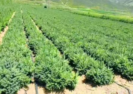 今年內蒙古出口蒙古國苗木105.3萬株