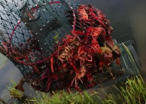 牡丹江攻克小龍蝦“水土不服”難題