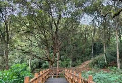 廣東建設古樹公園、綠美古樹鄉村、綠美紅色鄉村392個