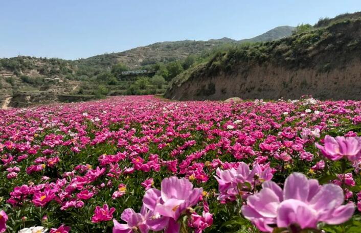 甘肅蘭州：以花為媒打造農旅融合 “特色種植+山地風光”為鄉村振興添新景