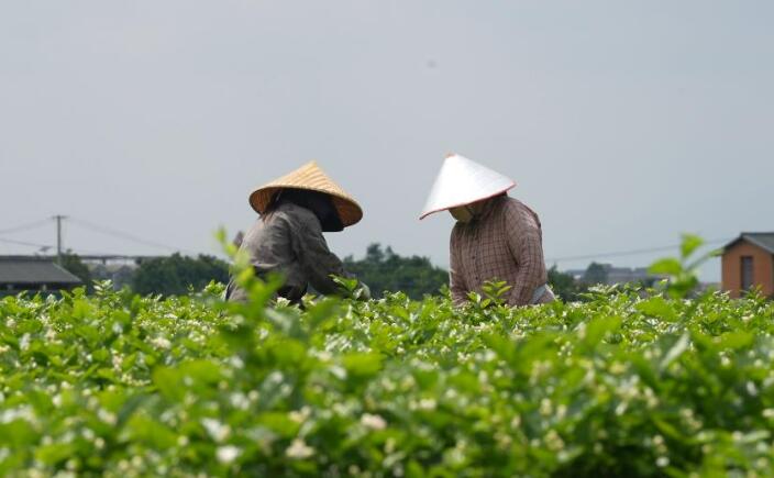 廣西橫州：34萬花農忙豐收 一朵茉莉香飄全國