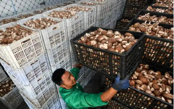 陜西留壩梭欏村：訂單農業打消農戶種植顧慮