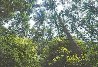 福建加快推進珍貴樹種種業創新與產業化