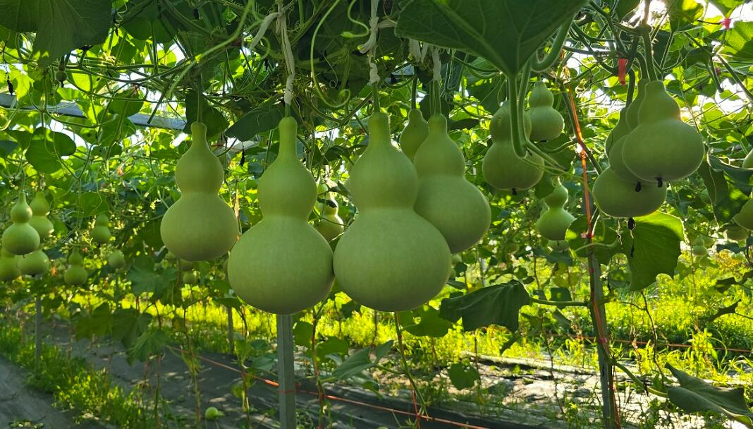 天津濱海新區崔莊村：特色資源串成鏈 帶游客一站式感受“棗葫文化”