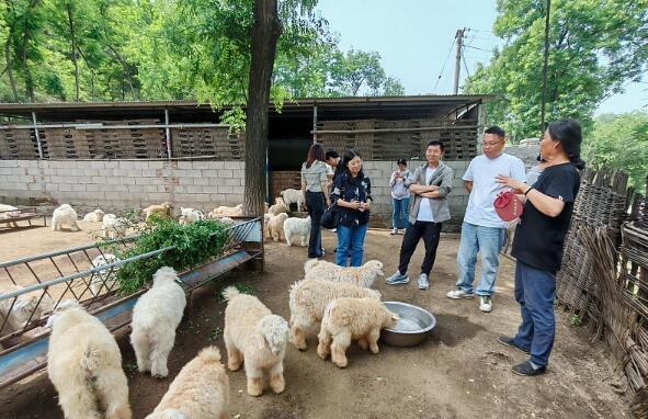 河北省絨山羊養殖生態循環模式取得良好效益