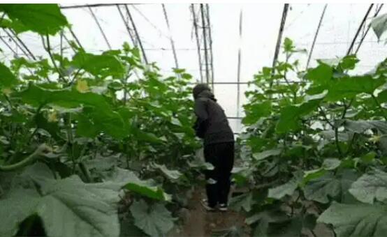 調整產業布局 創新經營模式  黑龍江同江“棚室生金”結碩果