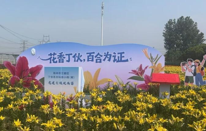 江蘇揚州江都：六村聯建“百合陣” 黨建引領開出“共富花”