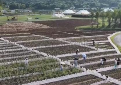 盤活“沉睡”空間打造農旅康養新地標 新場景、新業態激活新消費