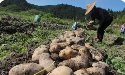 福建周寧高山馬鈴薯產業：良種良法促豐收
