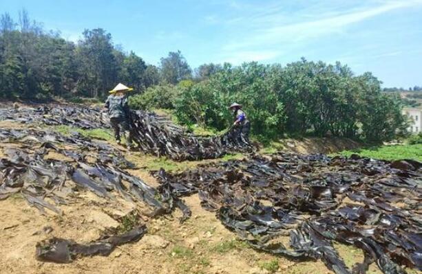 “海上黑金”變身“民生好菜” 福建福清海帶產銷兩旺助民增收