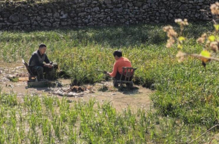 湖北羅田：獼猴桃下山記