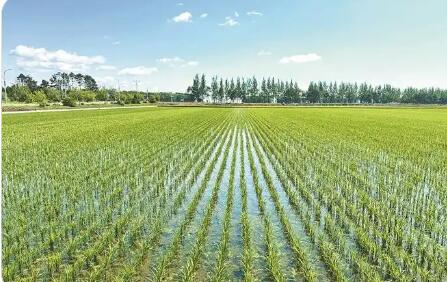 黑龍江齊齊哈爾：品牌打得響 大米產業旺