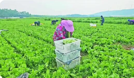 科技助力青海西寧蔬菜產業跑出發展新勢頭
