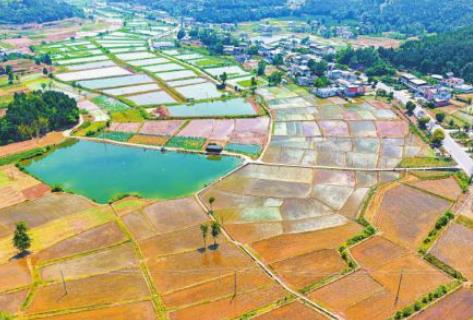 春灌收官 四川完成水稻種植2794萬畝