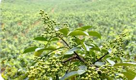 重慶江津：一場直播大賽背后的花椒全產業鏈“化學反應”
