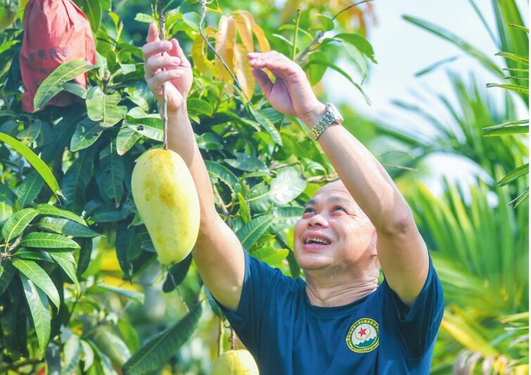 海口瓊山區甲子鎮：一顆金煌芒的“甜蜜突圍”