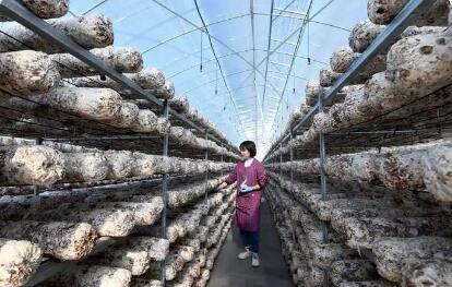 小菌菇長成富民大產業 貴州道真聚力打造“西南菌都”