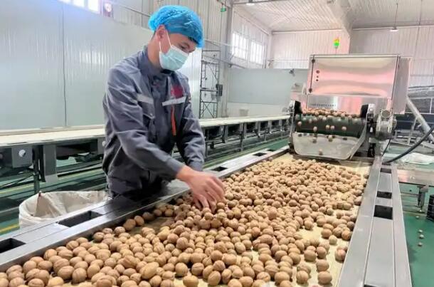 新疆阿克蘇創新工作模式打通核桃產業“富民鏈”